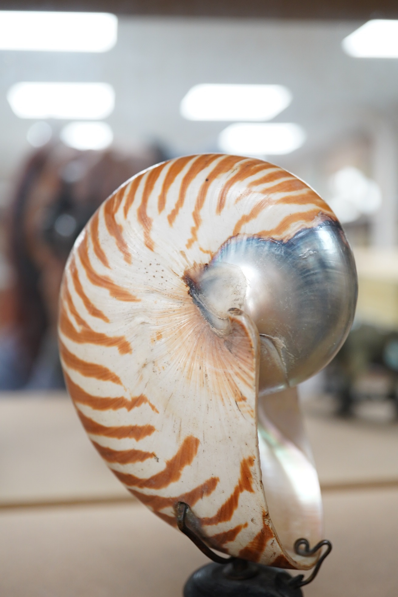 A natural history interest nautilus shell specimen, raised on turned wood stand, 19cm high. Condition - Good